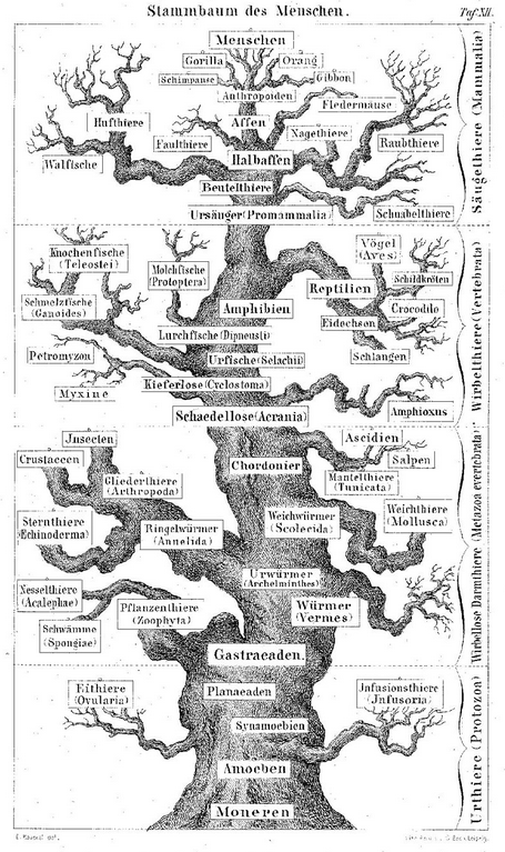 Ernst Haeckel, Stammbaum des Menschen