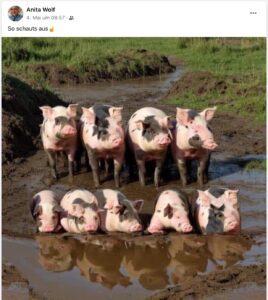 FPÖ-Geminderätin Anita Wolf über den Islam (Screenshot FB 4.5.24)