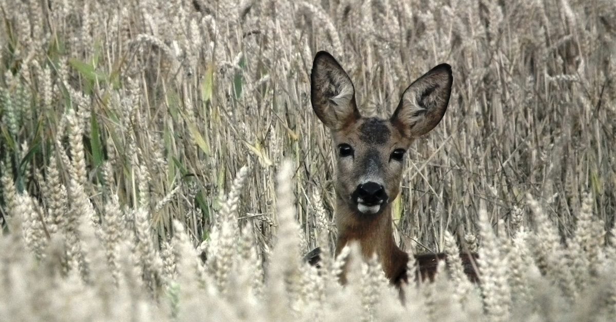Reh im Feld (Symbolfoto; pixabay papaya45)