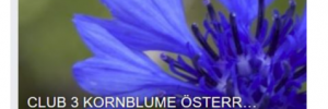öffentliche Gruppe "Kornblume"