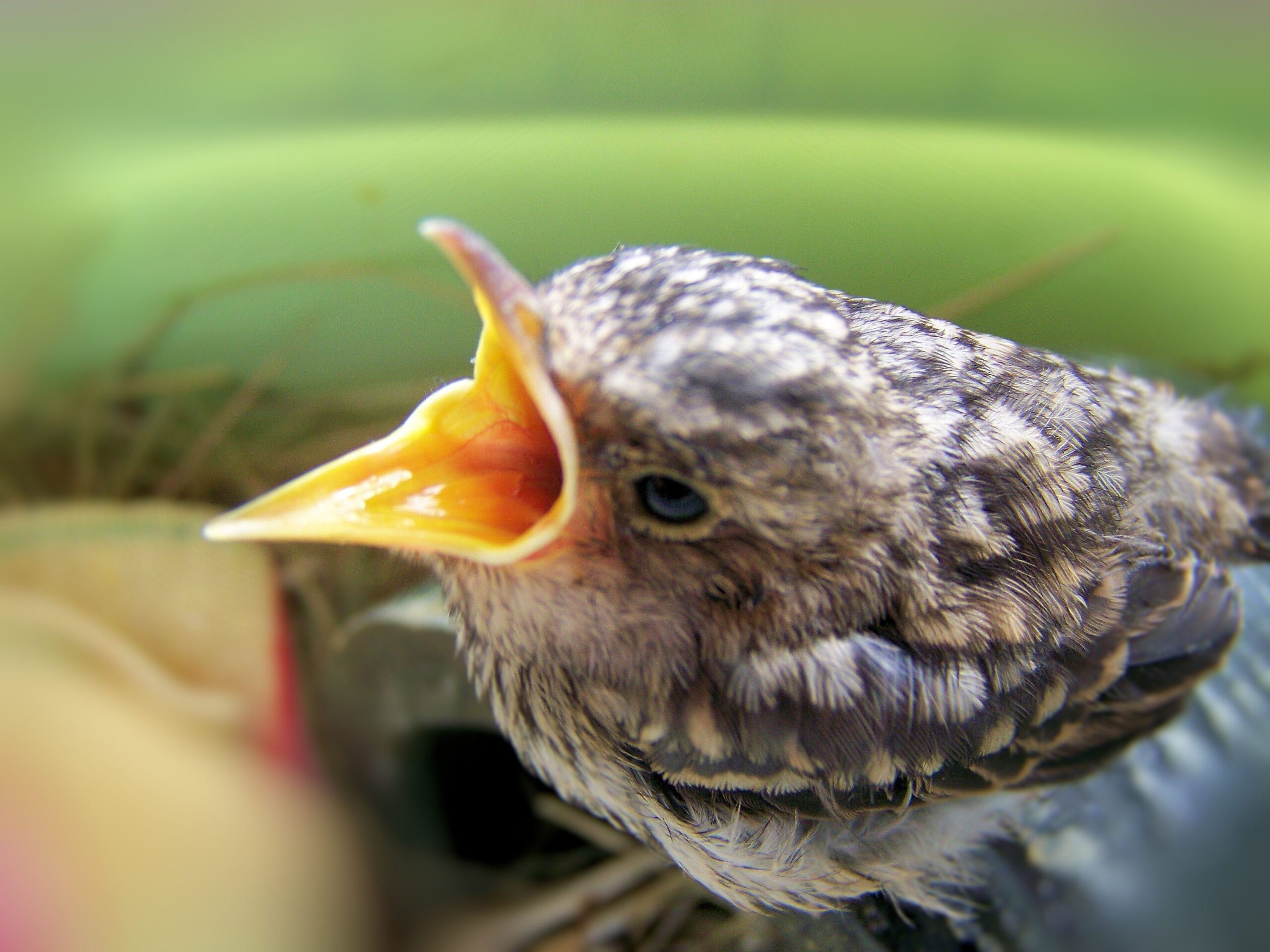 Foto eines Kuckucks (Â© hagir25/pixelio.de)